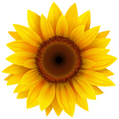 Sunflower isolated, yellow flower realistic icon illustration.