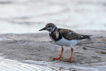 Ruddy turnstone