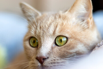close up portrait of a cat