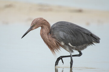 Reddish egret