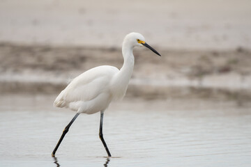 Snowy egret
