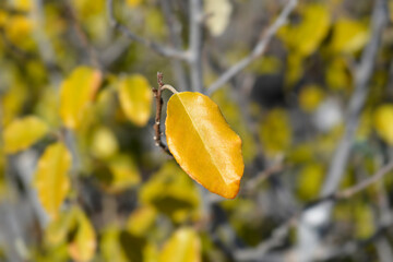 Ebbinges silverberry
