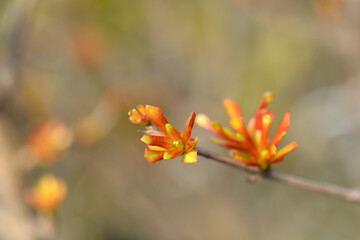 Dwarf pomegranate