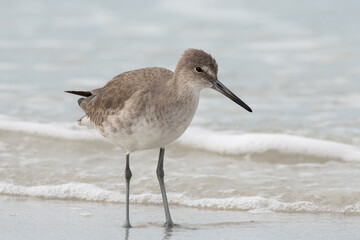 Willet