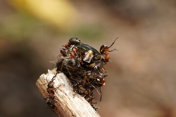 forest ants attack the golden beetle