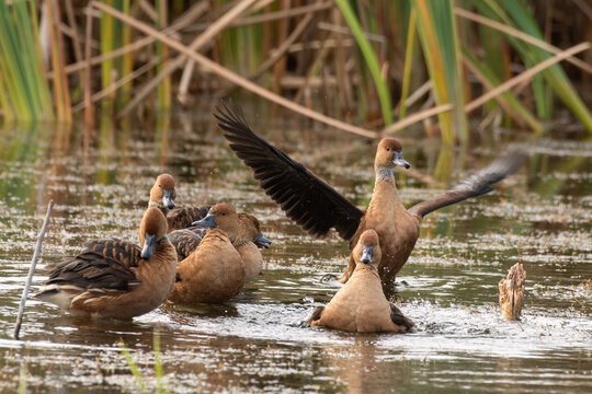 Fulvous whistling duck