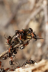 forest ants attack the golden beetle
