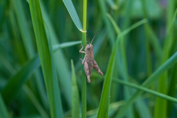 Grasshopper on the grass, macrophotographic photography.