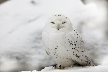 snowy owl (Bubo scandiacus) camouflage covers it up