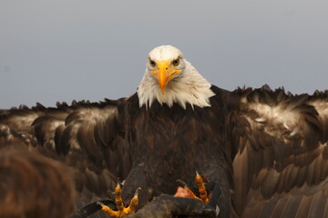 female White-tailed eagle (Haliaeetus albicilla) lands on the falconer's hand