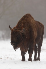 female European bison (Bison bonasus) in the fog on the snow