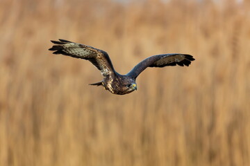 common buzzard (Buteo buteo) flying over the countryside