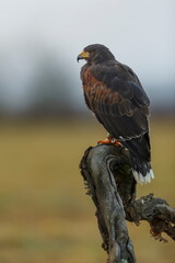 Harris's hawk (Parabuteo unicinctus) looking for prey