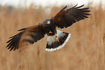 Harris's hawk (Parabuteo unicinctus) wants to land