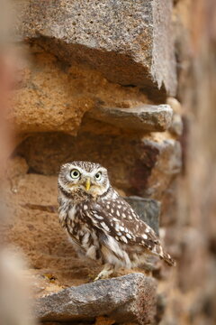 cute little owl (Athene noctua) in the wall of the old castle