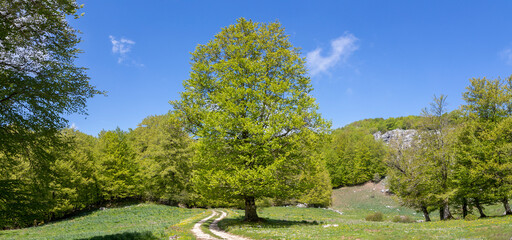 mountain forest with beech tree