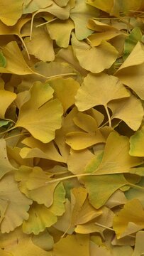 Ginkgo leaves pattern background. Fall season texture. Table spin. Vertical video.