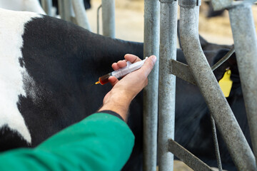 A farmer (veterinarian) gives an injection to a cow on the farm. Vitamins, vaccine.