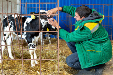 A farmer (veterinarian) gives an injection to a small calf on the farm. Vitamins, vaccine. © Studio Peace