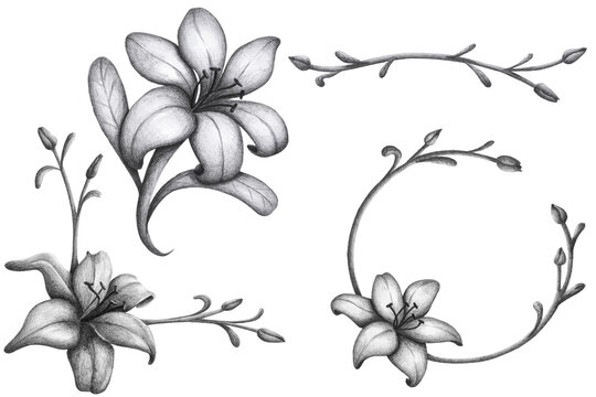 Hand drawn pencil graphite floral set illustration. Lily, corner, lineal and circle.