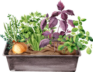 Garden box with growing  plants parsley, sprouted onion, purple basil, oregano. Watercolor handdrawn illustration. Apartment gardening concept clipart