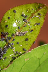 (Aphis armate) Grey stripped aphids feeding, Cape Town, South Africa