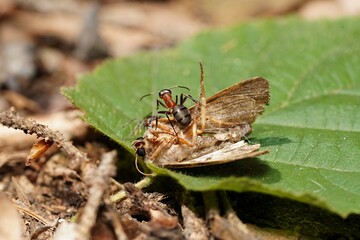 forest ant and night butterfly on a green leaf