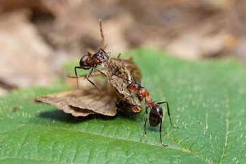 forest ant and night butterfly on a green leaf