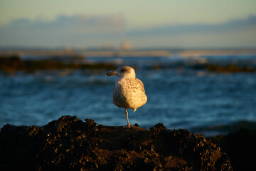 bird on a rock