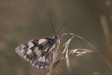 Closeup shot of a marbled white butterfly on a flower on a blurred background