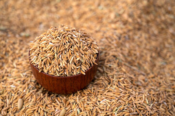 Close up Paddy in a wooden cup on blurry grain background.Blurred Background from pile of paddy...