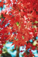 赤く色づいた紅葉