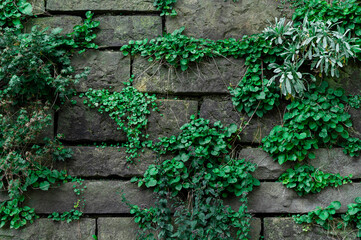 Mit Grünpflanzen bewachsene Mauer aus großen Natursteinen, Nahaufnahme, horizontal 