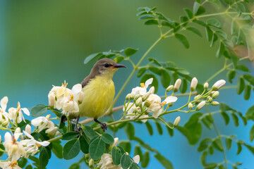 A colorful sunbird; the male has a green metallic crown and shoulder patch, a dark brown body with purple a rump, a purple throat, lemon-yellow underparts, and whitish flanks. The female is light gray