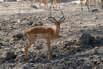 An Impala in Tanzania