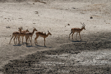 Fototapeta na wymiar A Herd of Impalas in Tanzania