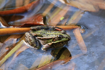 La grenouille paisible