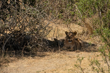 Lionesses in Tanzania