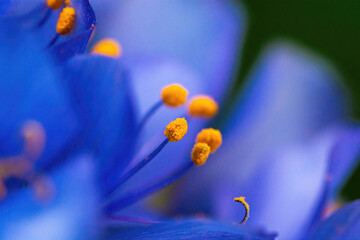 Close up of blue flower