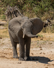 An Elephant in Tanzania