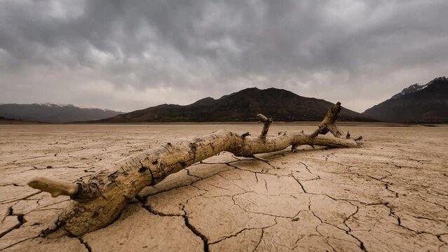 dead dried tree trunk on cracked landscape Timelapse, lack of freshwater global warming climate change concept, Cracked soil in a desert dry land , ecological issues, water crisis concept