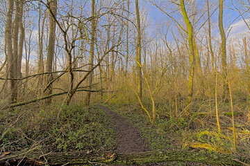 sunny winter forest iin Durmmeersen nature reserve, Vinderhoute, Flanders, Belgium 