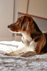 Obraz premium Beagle dog profile, sitting