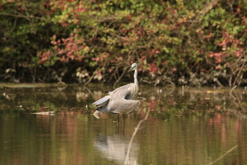 Le héron fait sa toilette 2