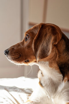 Beagle dog profile, sitting