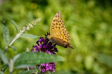 beautiful orange butterfly on purple flower