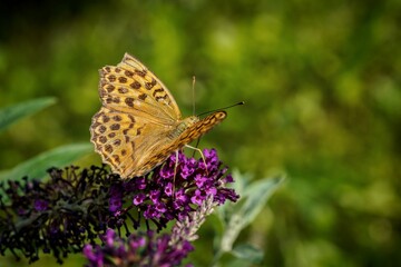 beautiful orange butterfly on purple flower
