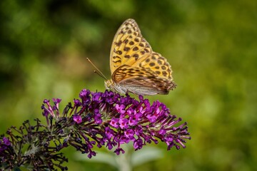 beautiful orange butterfly on purple flower