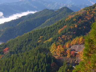 紅葉と緑の山