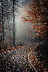 Scenic path in the park in foggy weather. Rainy weather. Autumn landscape. Beautiful S-shaped road in the autumn park. Autumn symbol.